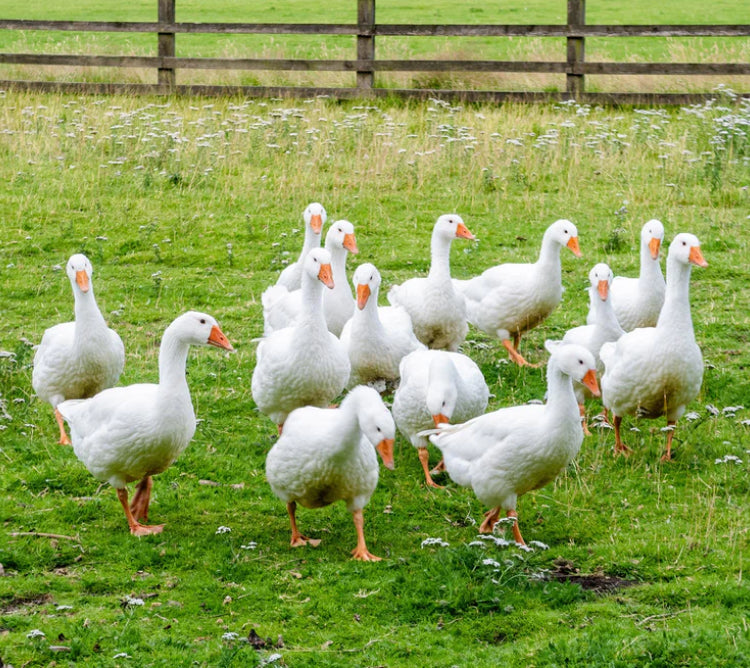 Group of white geese in a grassy field with a wooden fence in the background
