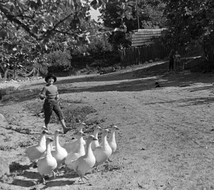 Black and white photo of a child herding geese on a farm.