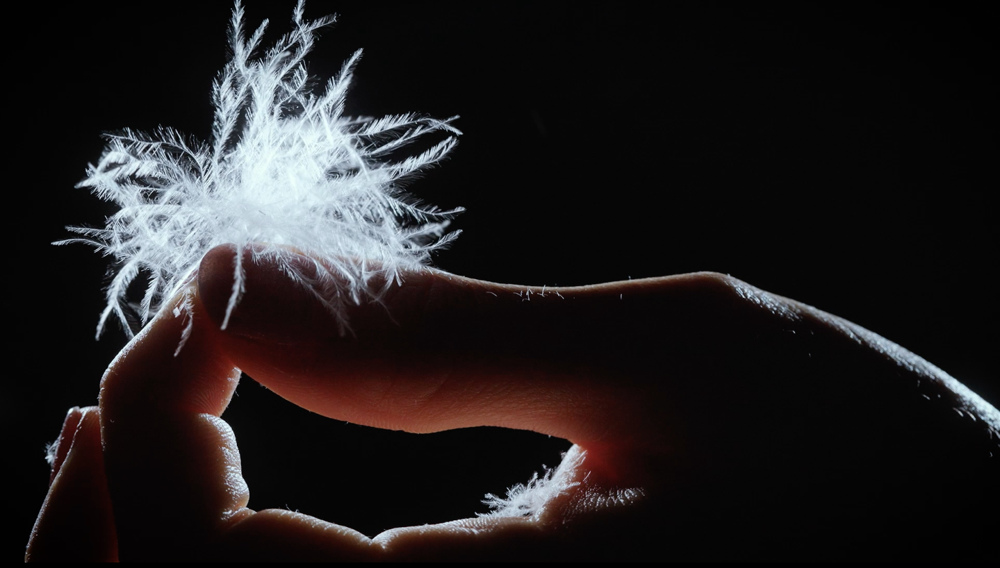 Load video: production of hamvay-láng down bedding