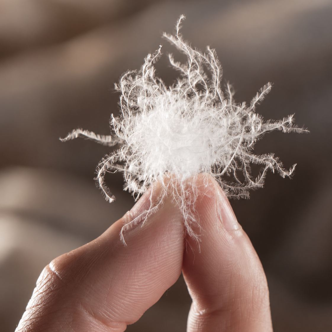 A close-up of a hand holding a fluffy white goose down against a soft, blurred brown background.