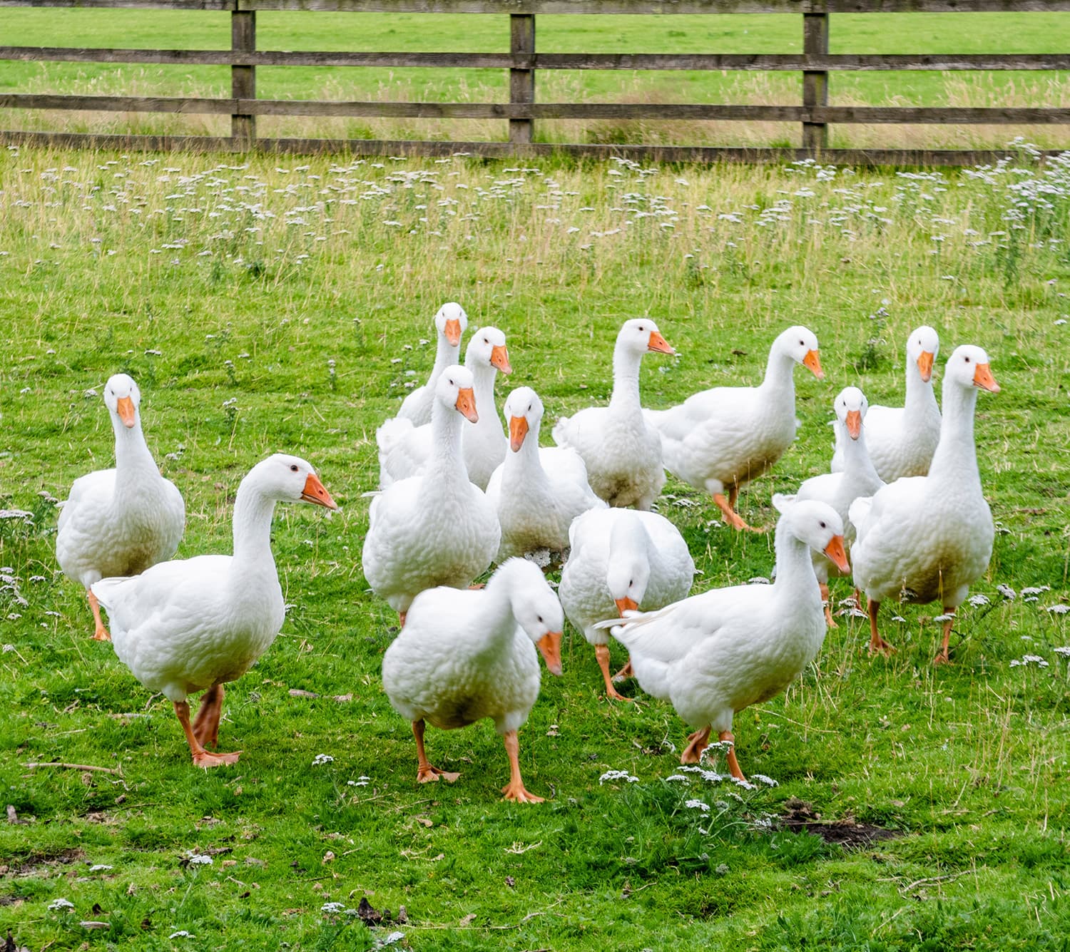 geese on a field