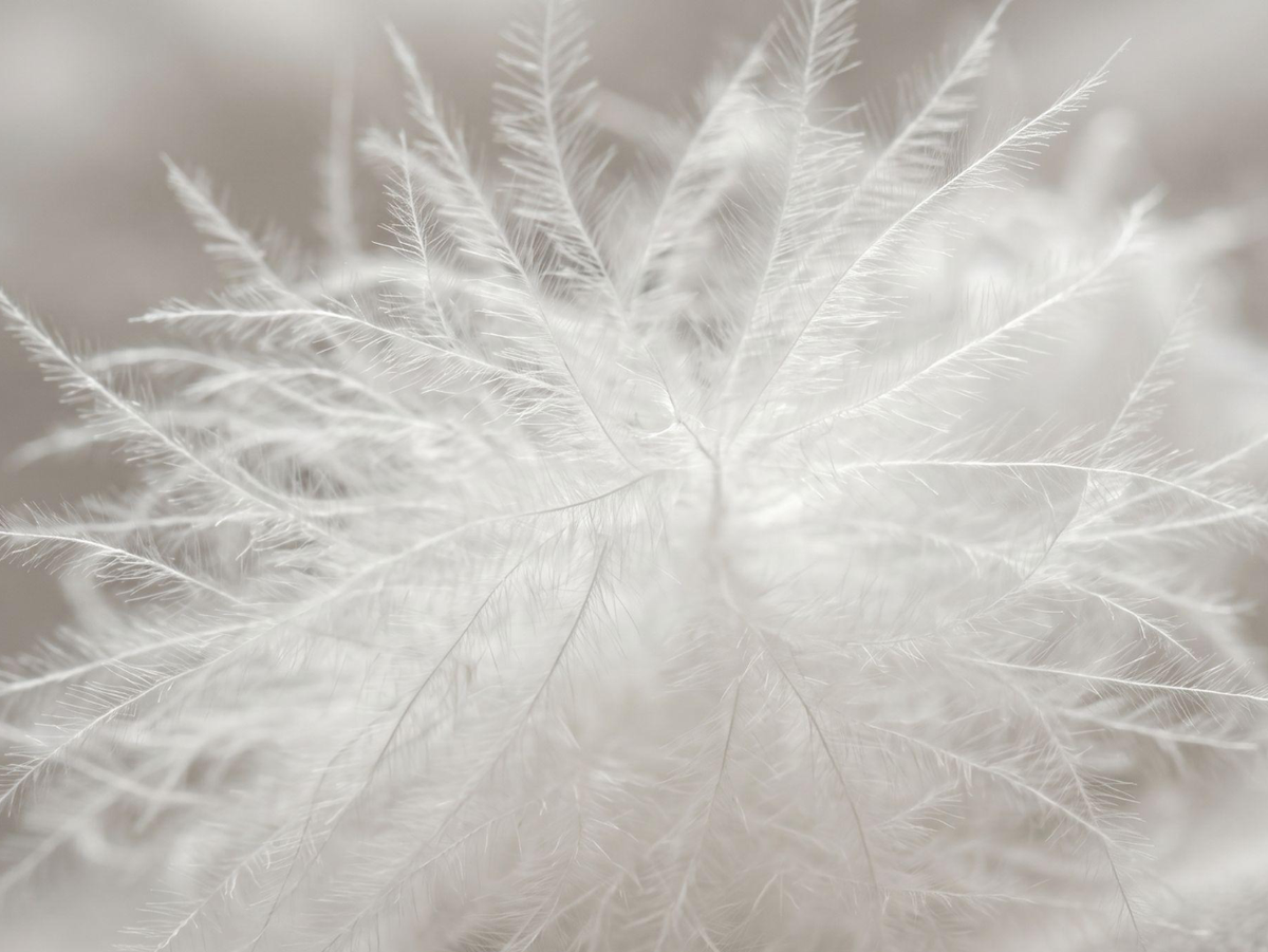 A close-up of a fluffy white down with delicate, wispy strands radiating outward against a soft, blurred beige background.